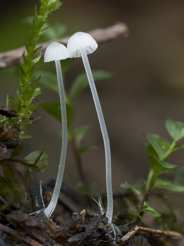 Hemimycena gracilis